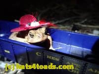 /home//u458753944/public_html/sourcegallery///////Roxborough Toad Detour/2013-2019/2017/P4040673.JPG